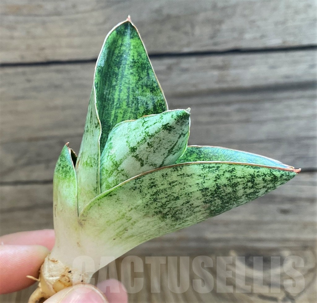 SH23497 Sansevieria ‘Andromeda'