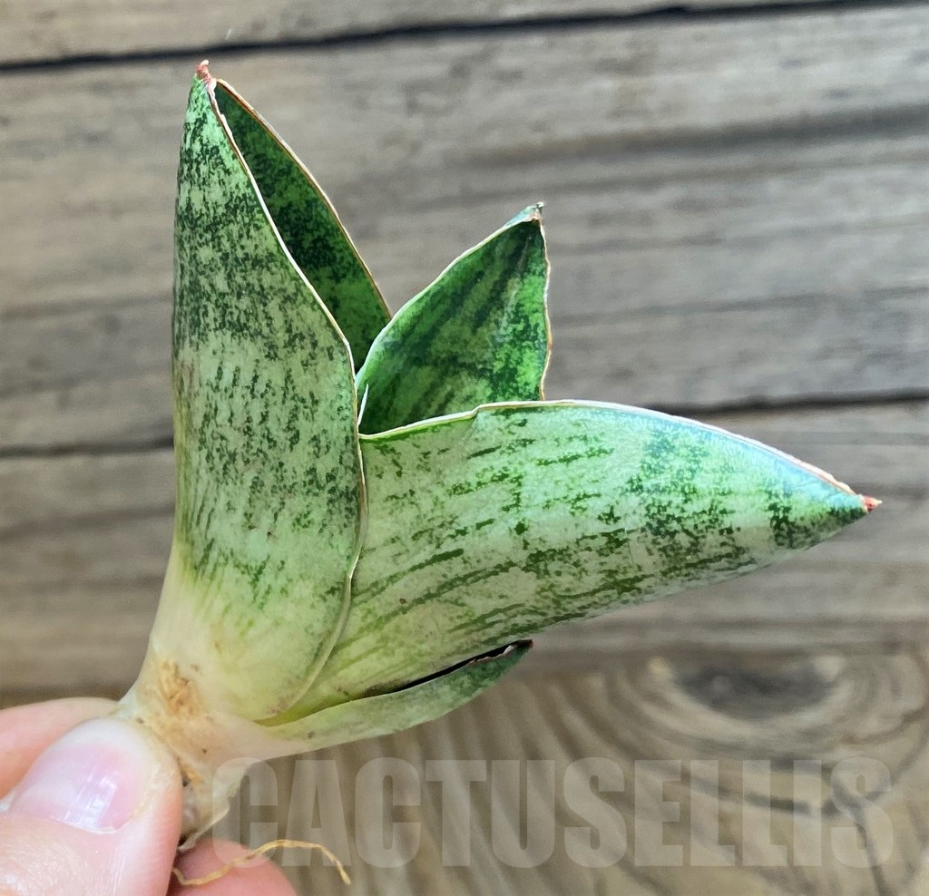 SH23497 Sansevieria ‘Andromeda' - Image 2