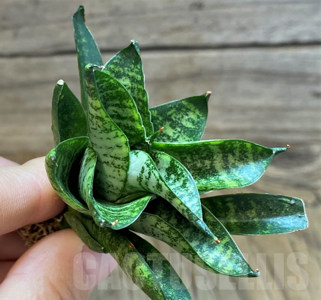 SH23501 Sansevieria 'Nakhon Luang' - Image 2