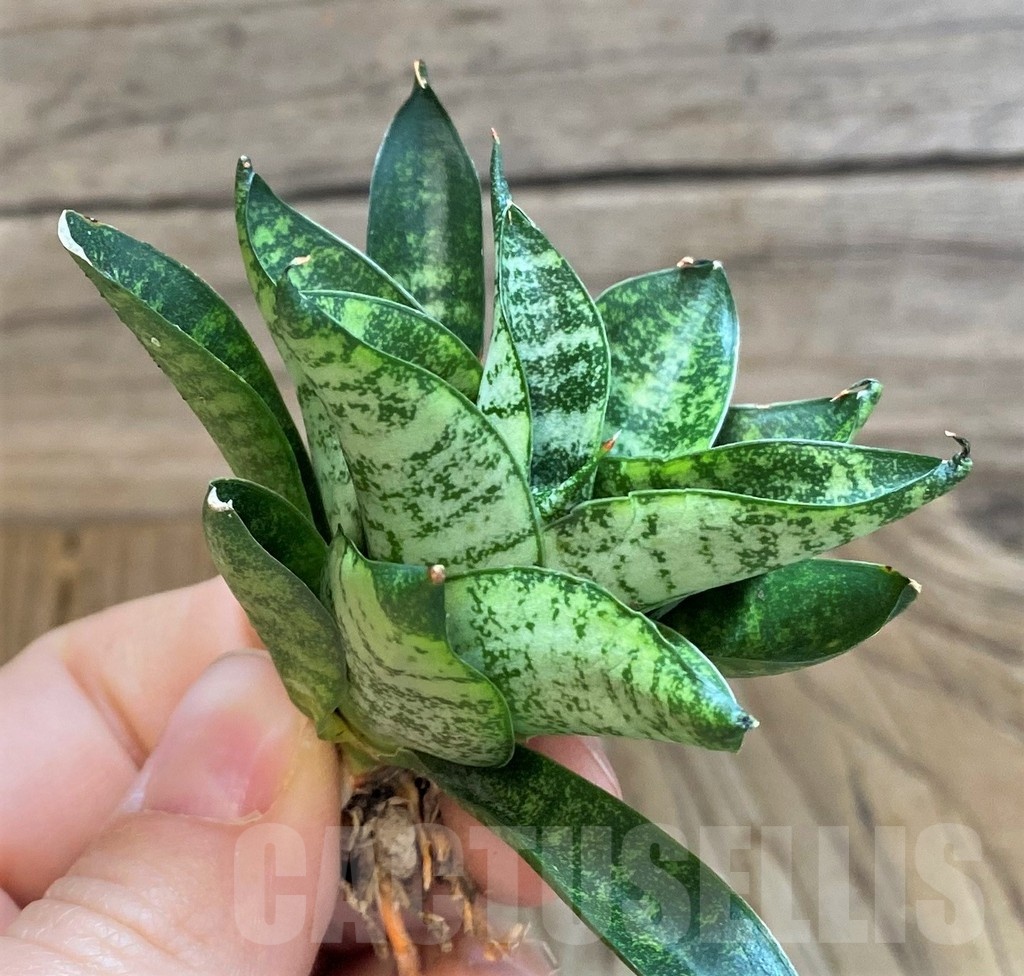 SH23501 Sansevieria 'Nakhon Luang'