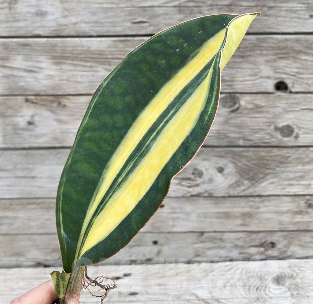 SH23504 Sansevieria 'Masoniana Yellow' f. variegata - Image 2