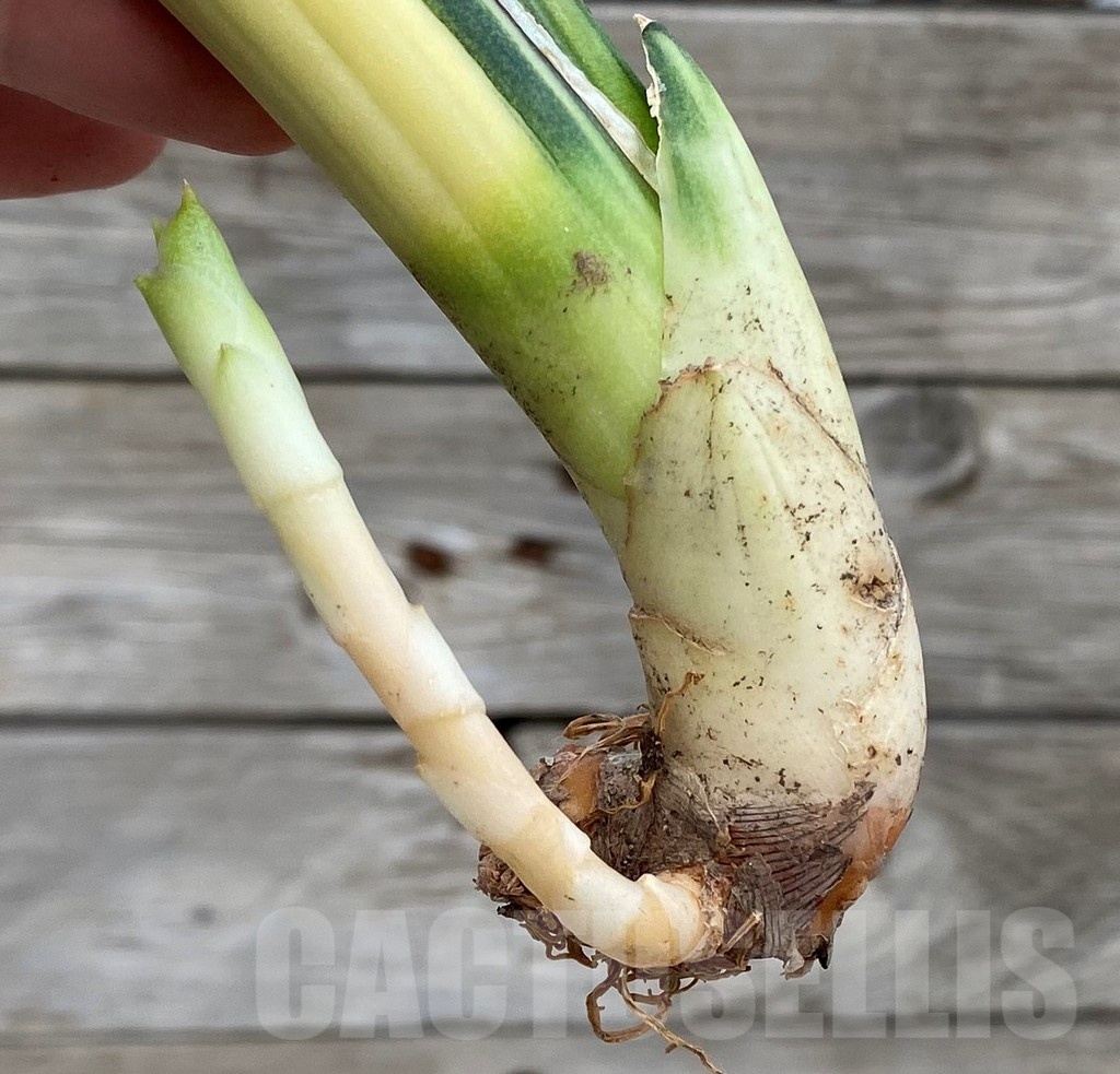SH23506 Sansevieria ‘Patens' f. variegata - Image 3