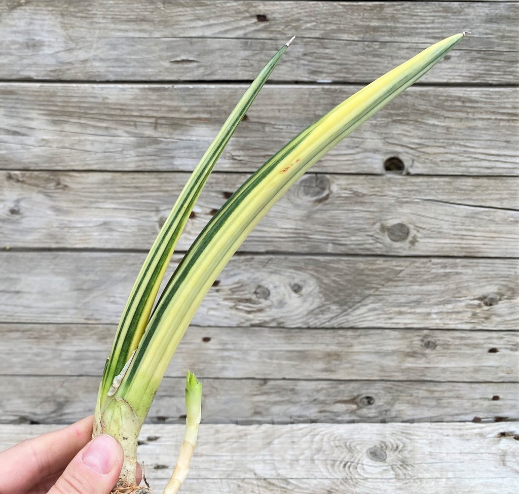 SH23506 Sansevieria ‘Patens' f. variegata