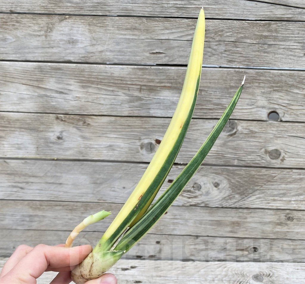SH23506 Sansevieria ‘Patens' f. variegata - Image 2