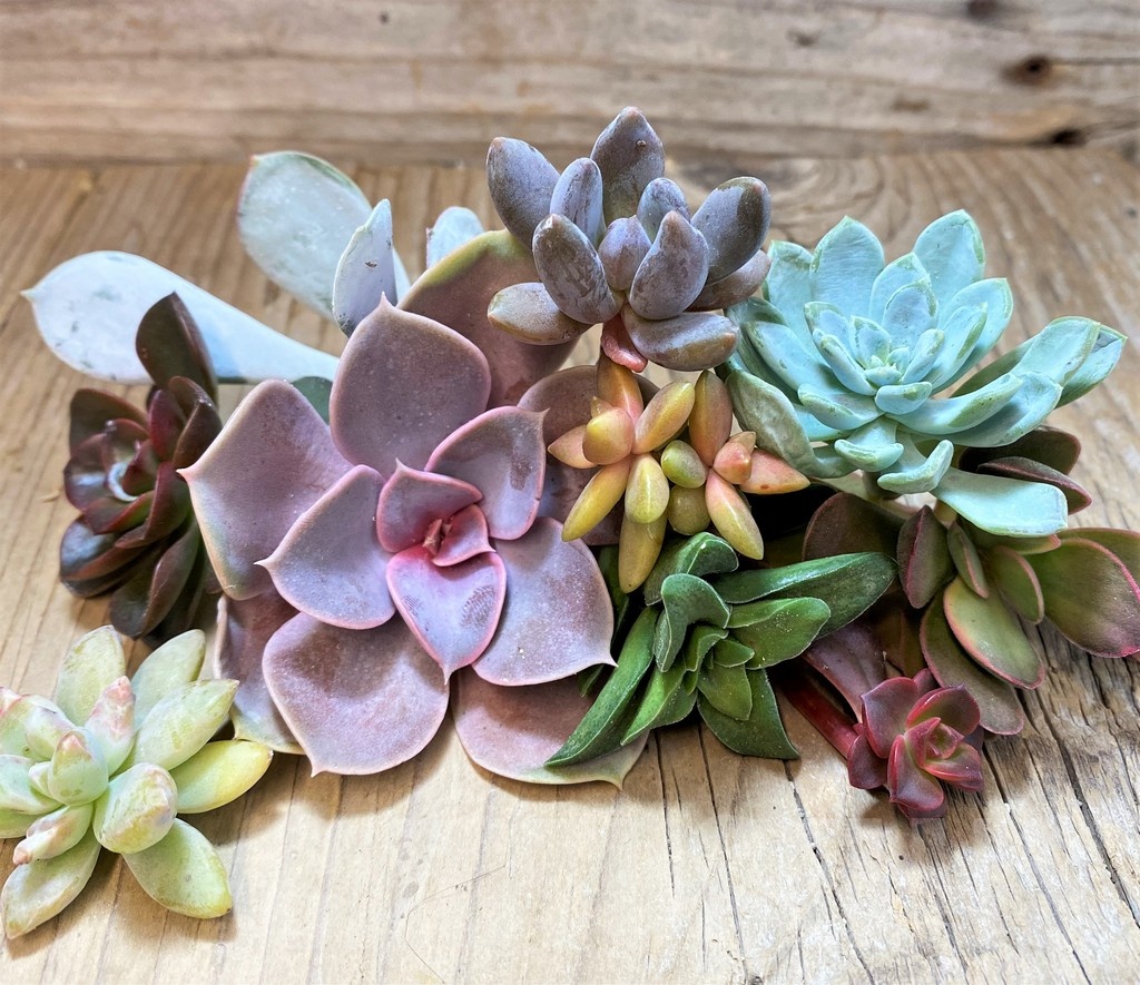 SH23371 Succulents mix, cuted - Image 2