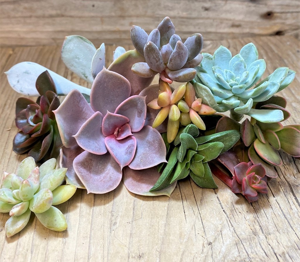 SH23371 Succulents mix, cuted