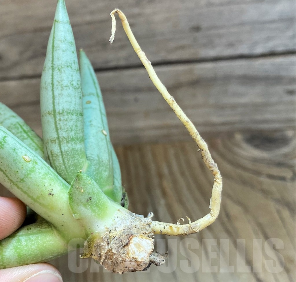 SH23388 Sansevieria 'Boncel Silver' - Image 3
