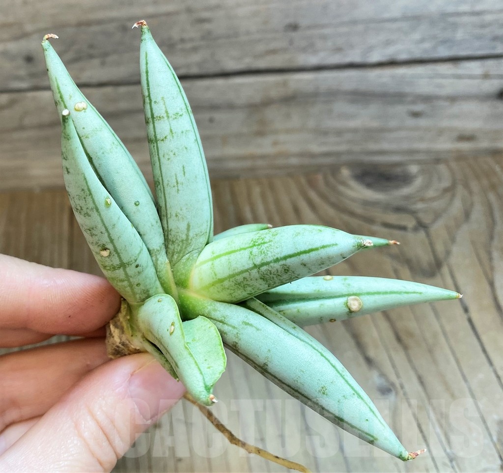 SH23388 Sansevieria 'Boncel Silver'