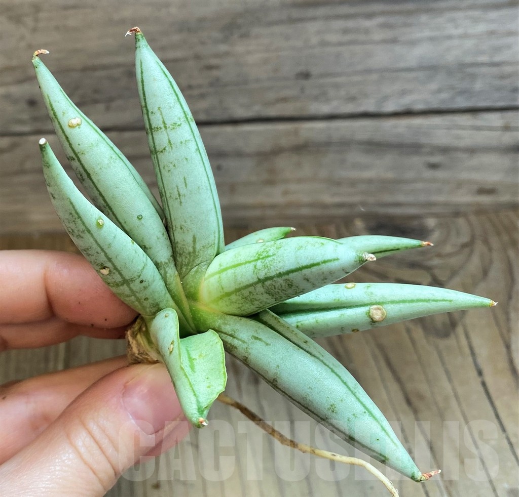 SH23388 Sansevieria 'Boncel Silver' - Image 2