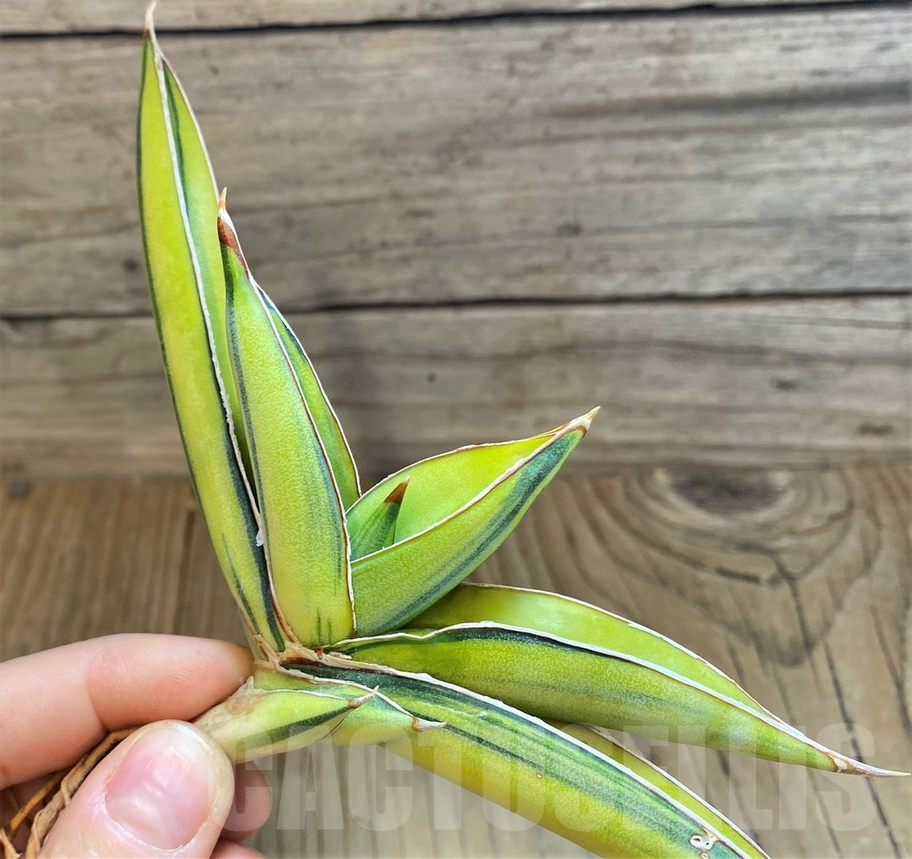 SH23390 Sansevieria 'Johannesburg' f. variegata