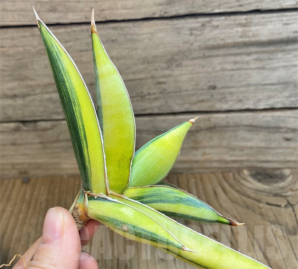 SH23390 Sansevieria 'Johannesburg' f. variegata - Image 2