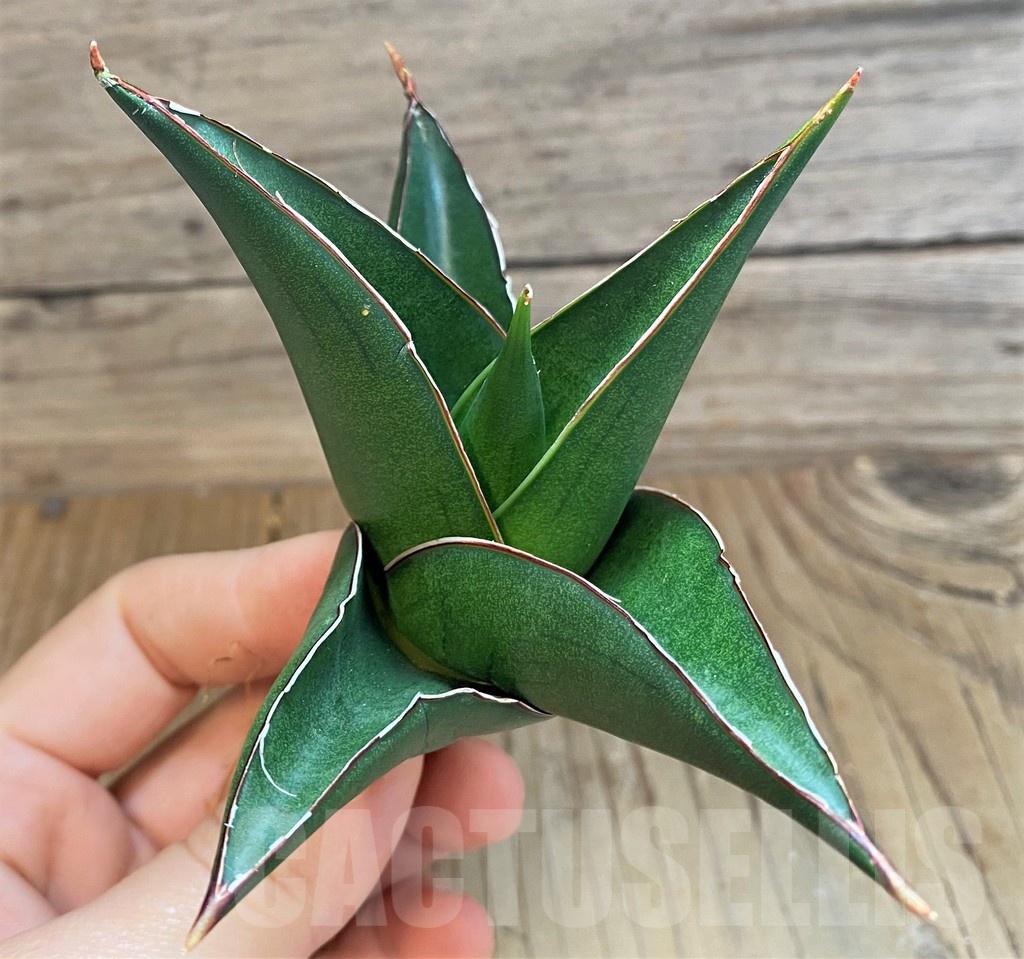 SH23391 Sansevieria 'Tower Blue'