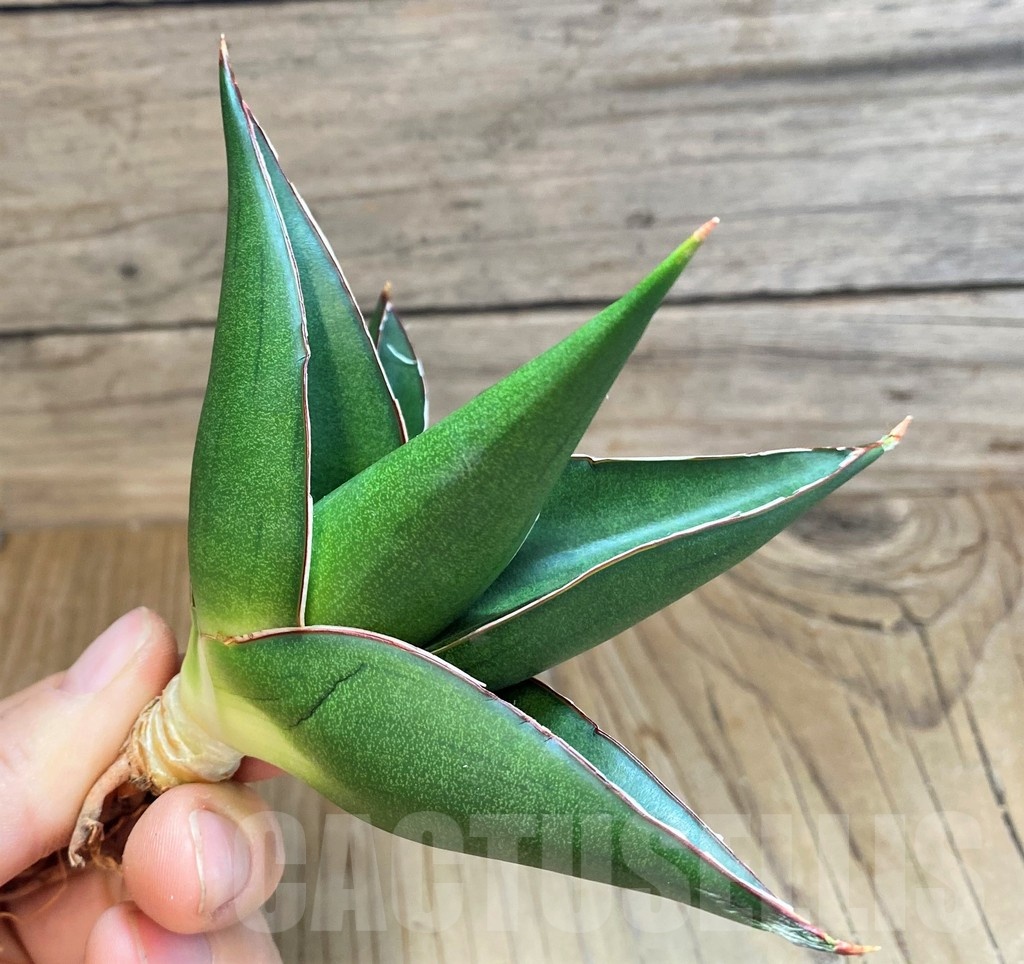 SH23391 Sansevieria 'Tower Blue' - Image 2