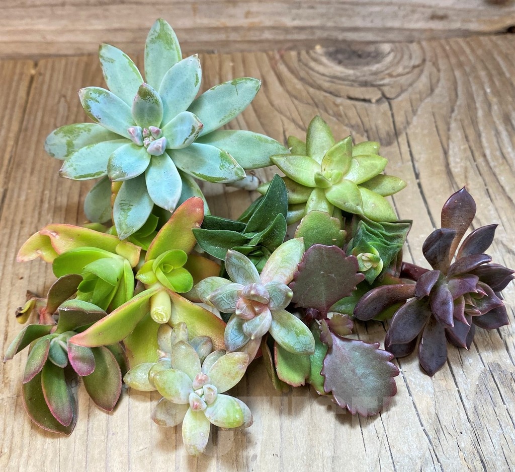 SH23372 Succulents mix, cuted