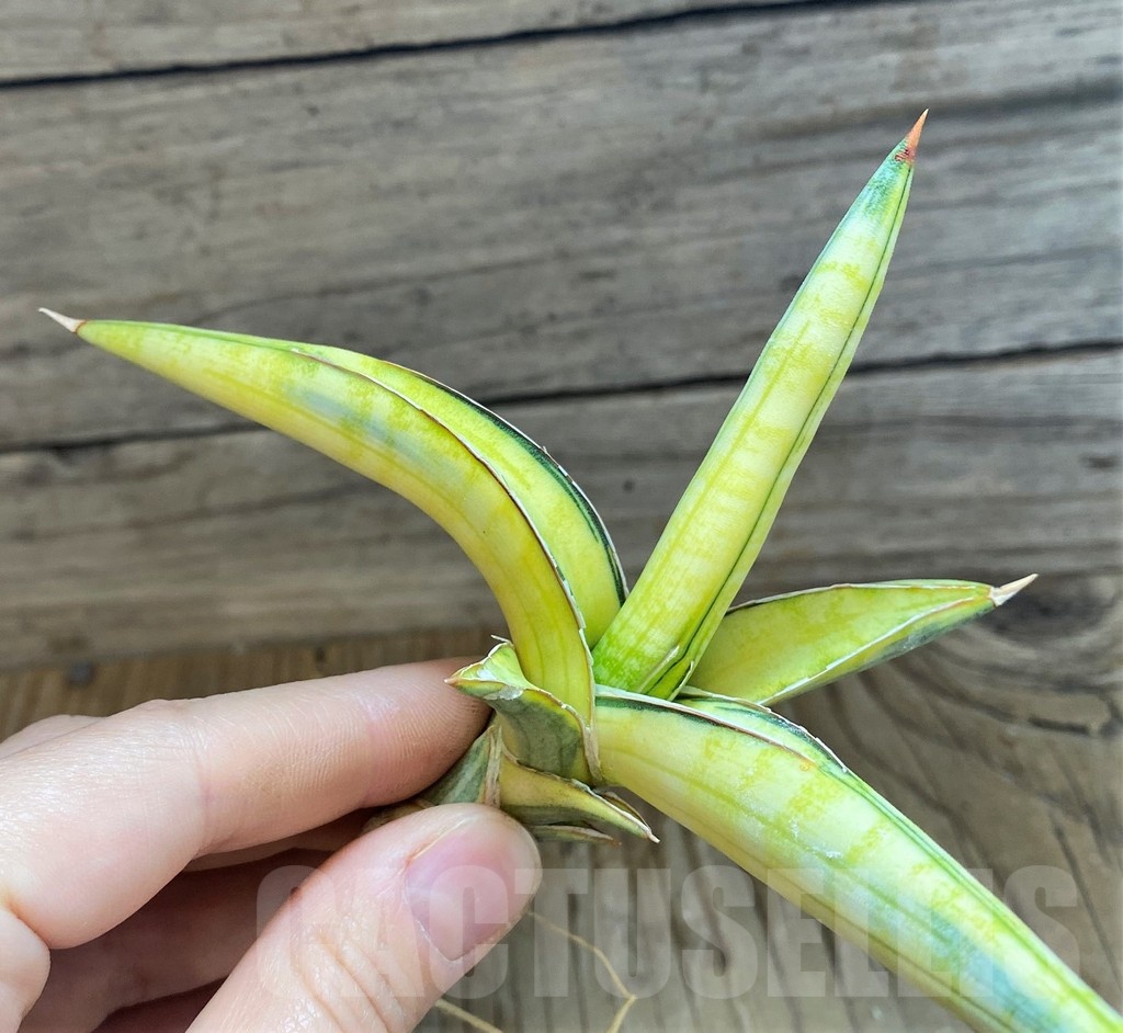SH23393 Sansevieria lavranos 1970 ‘Yellow’ f. variegata - Image 2