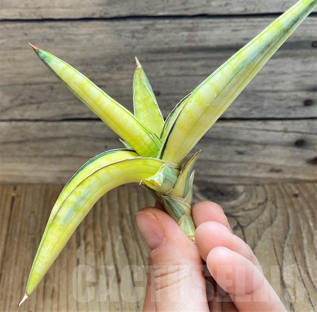 SH23393 Sansevieria lavranos 1970 ‘Yellow’ f. variegata