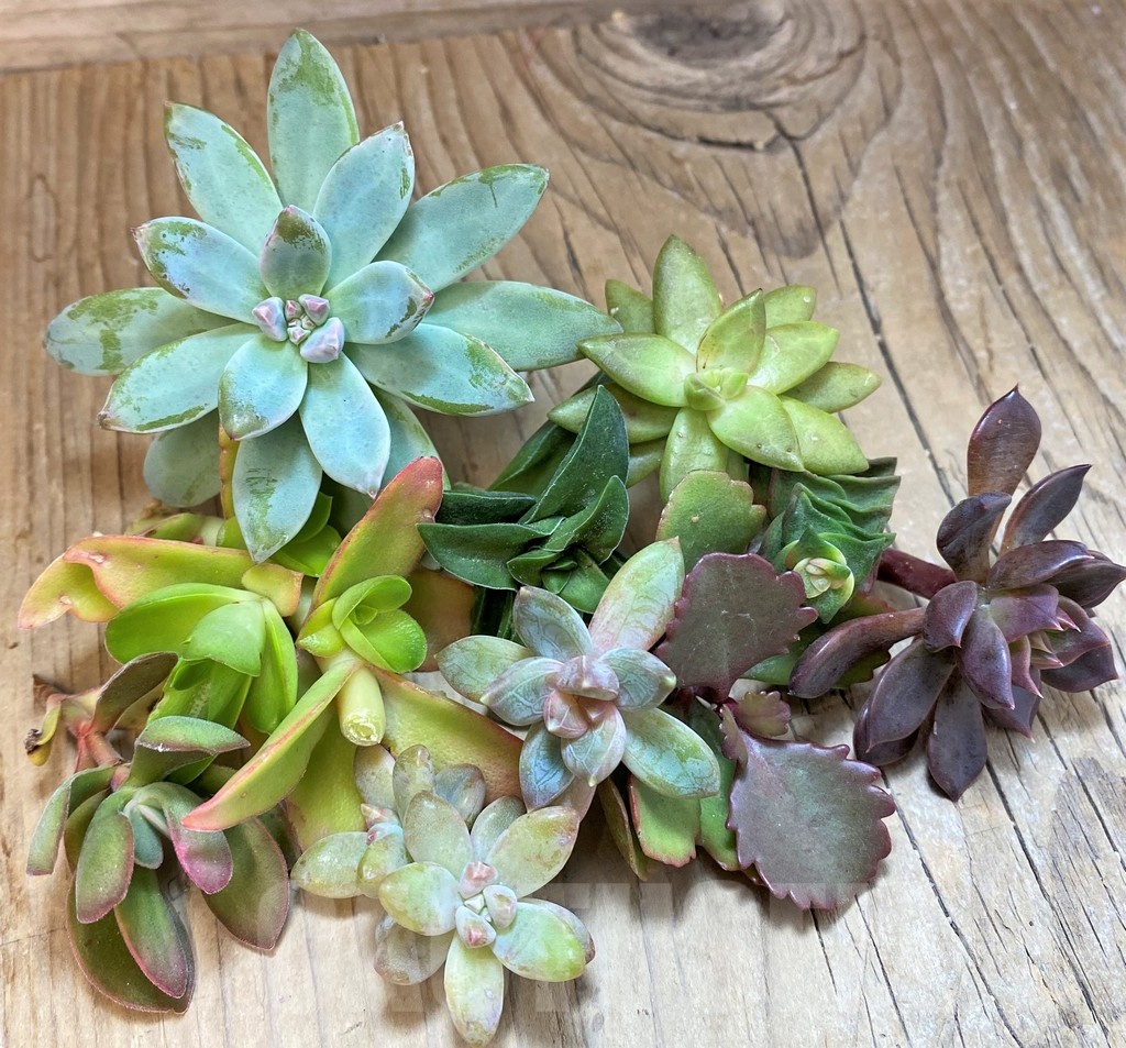 SH23372 Succulents mix, cuted - Image 2