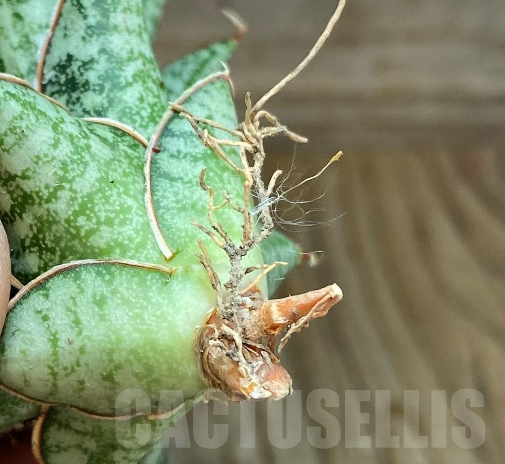 SH23394 Sansevieria 'Lawang' - Image 3