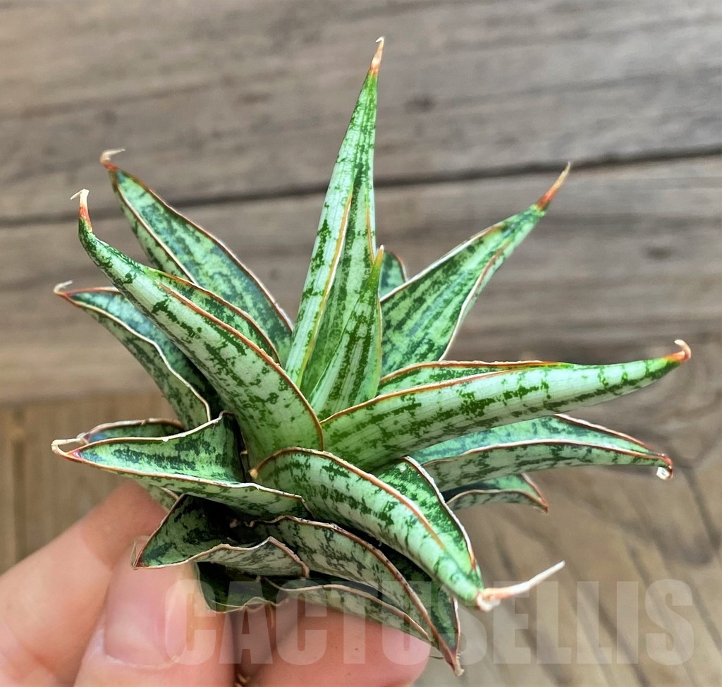 SH23394 Sansevieria 'Lawang' - Image 2