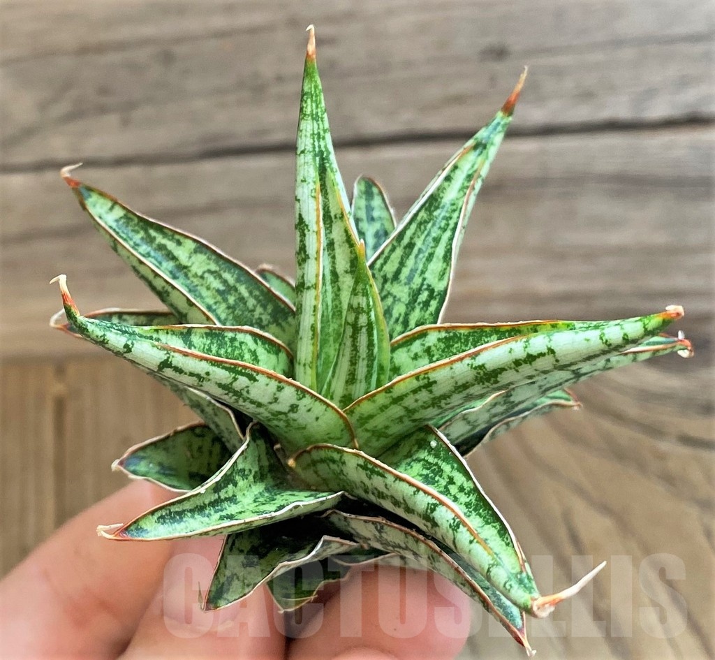 SH23394 Sansevieria 'Lawang'