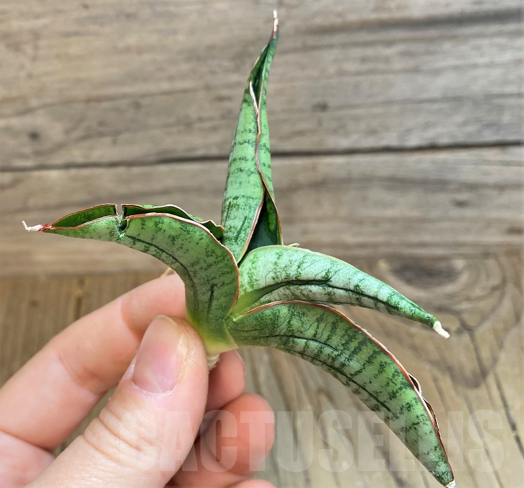 SH23395 Sansevieria 'Diablo'