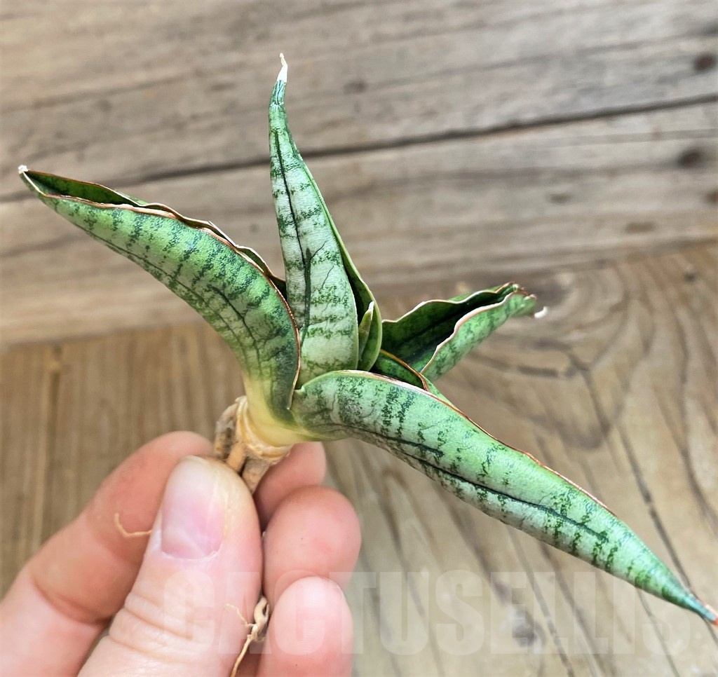 SH23395 Sansevieria 'Diablo' - Image 2