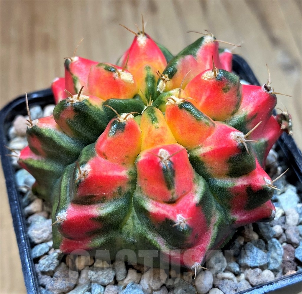 SH23608 Gymnocalycium mihanovichii T3115 - Image 2