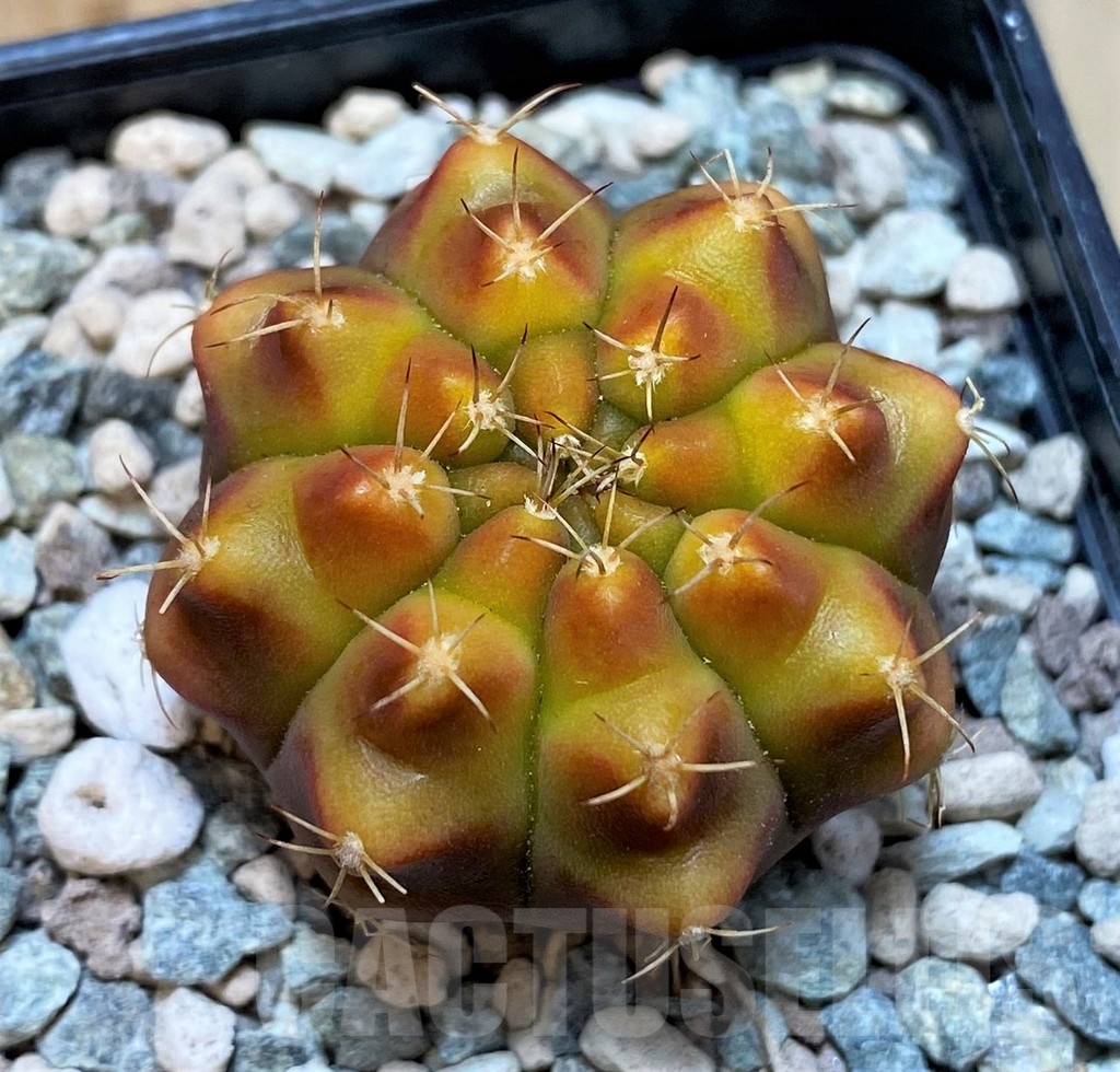 SH23611 Gymnocalycium mihanovichii 'Star Gooseberry' - Image 2