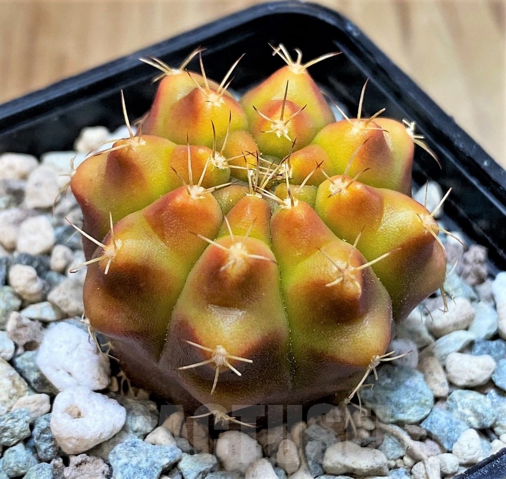 SH23611 Gymnocalycium mihanovichii 'Star Gooseberry'