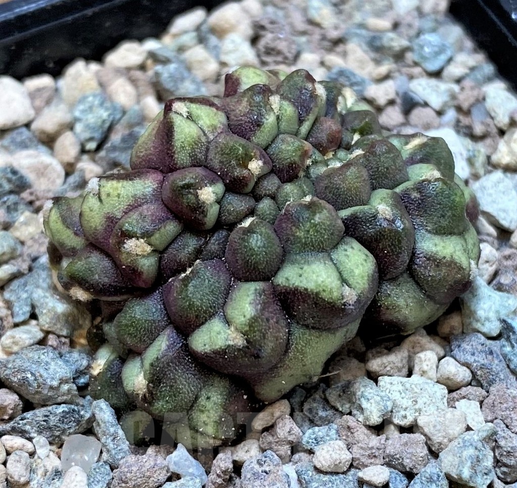 SH23615 Gymnocalycium mihanovichii ‘Day Dream’ f. cristata
