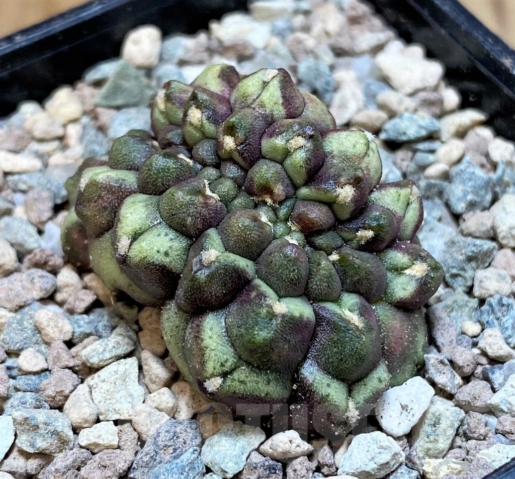 SH23615 Gymnocalycium mihanovichii ‘Day Dream’ f. cristata - Image 2