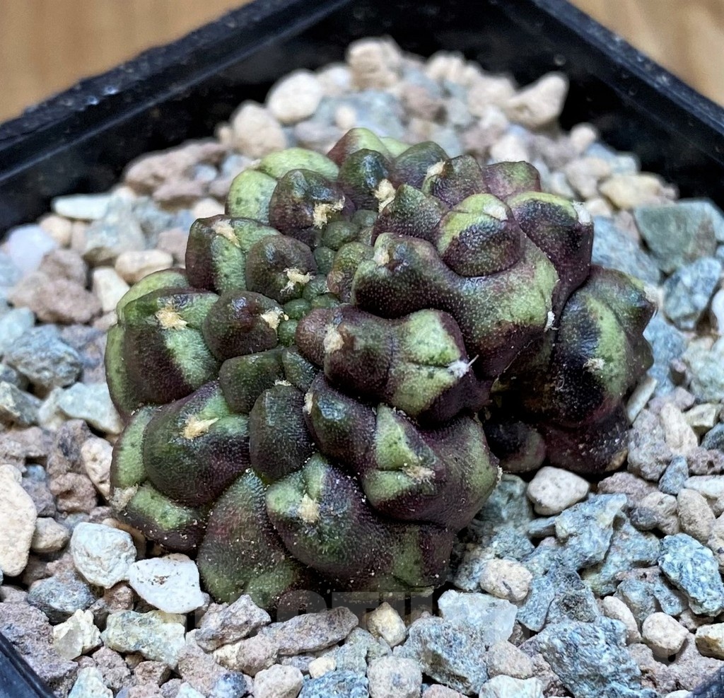SH23615 Gymnocalycium mihanovichii ‘Day Dream’ f. cristata - Image 3