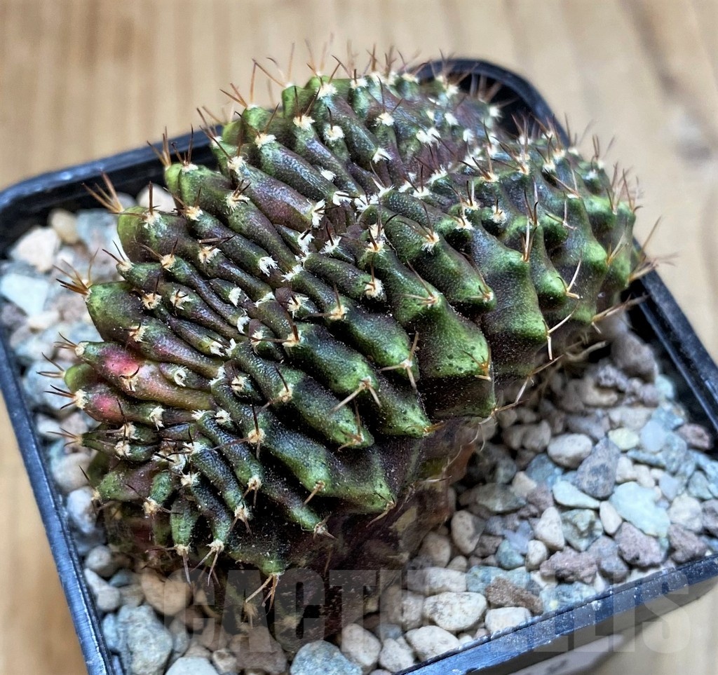 SH23619 Gymnocalycium mihanovichii f. cristata