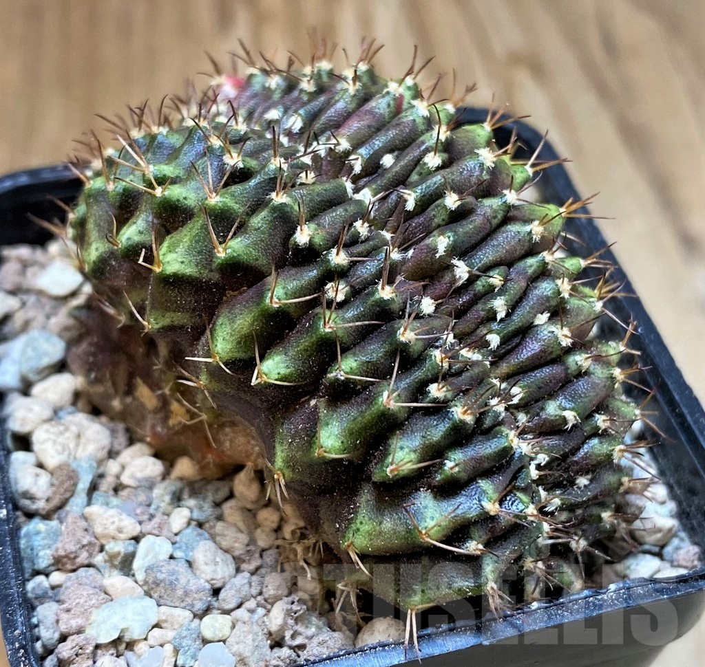 SH23619 Gymnocalycium mihanovichii f. cristata - Image 2