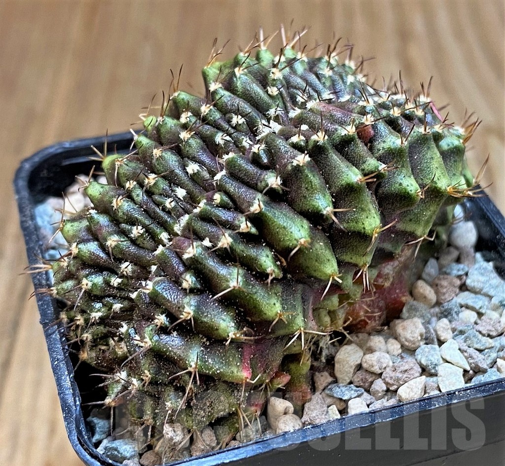 SH23619 Gymnocalycium mihanovichii f. cristata - Image 3