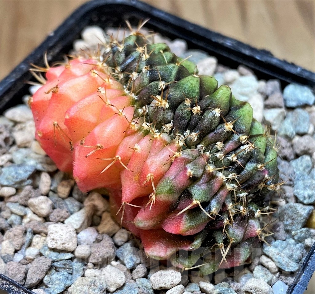 SH23622 Gymnocalycium mihanovichii variegata f. cristata - Image 3