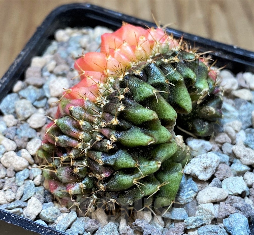 SH23622 Gymnocalycium mihanovichii variegata f. cristata - Image 2