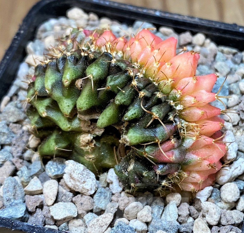 SH23622 Gymnocalycium mihanovichii variegata f. cristata