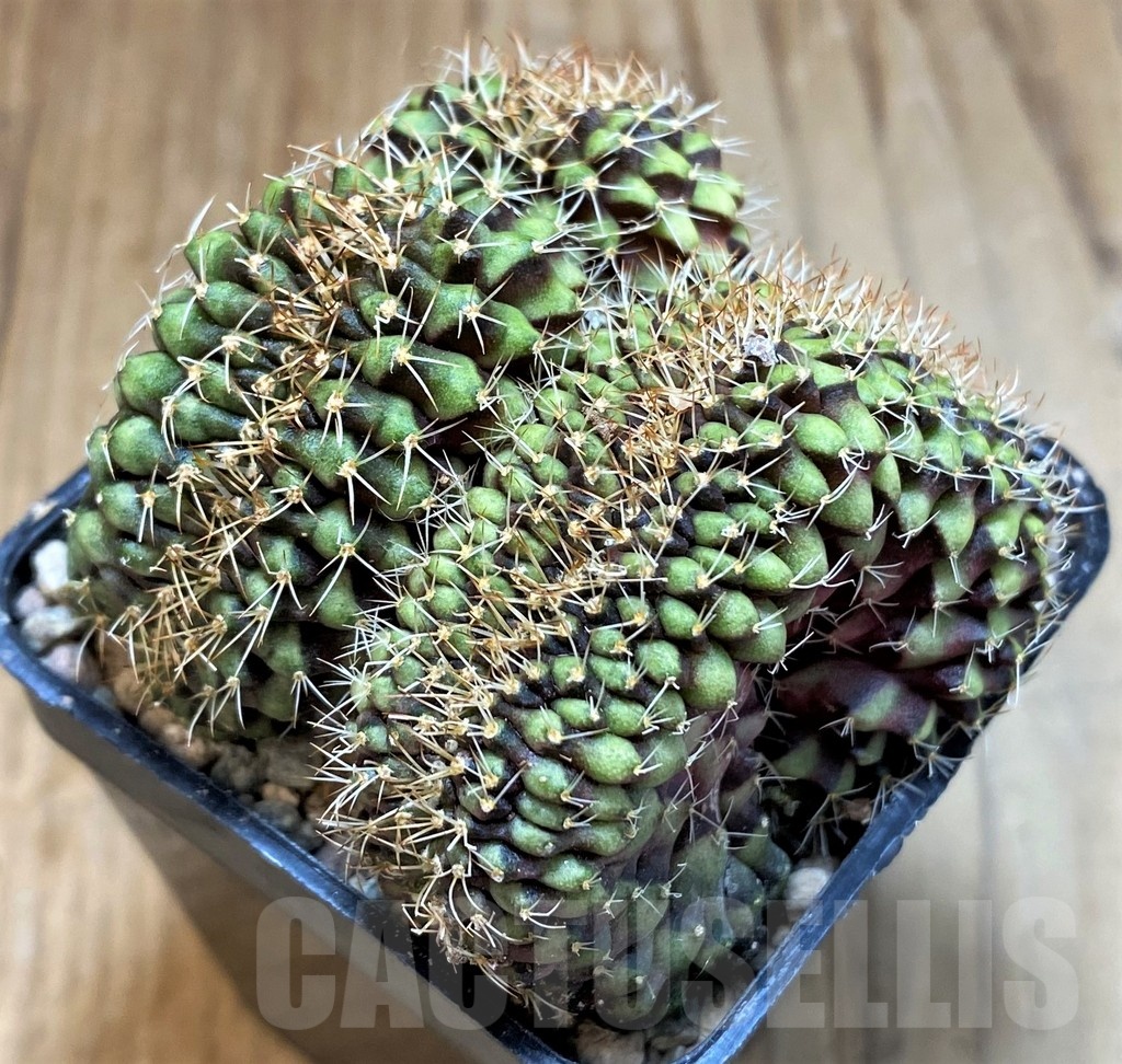 SH23626 Gymnocalycium mihanovichii f. cristata - Image 2