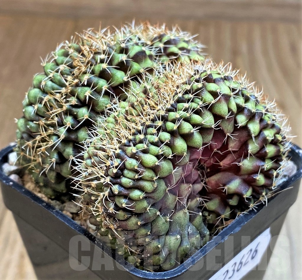 SH23626 Gymnocalycium mihanovichii f. cristata