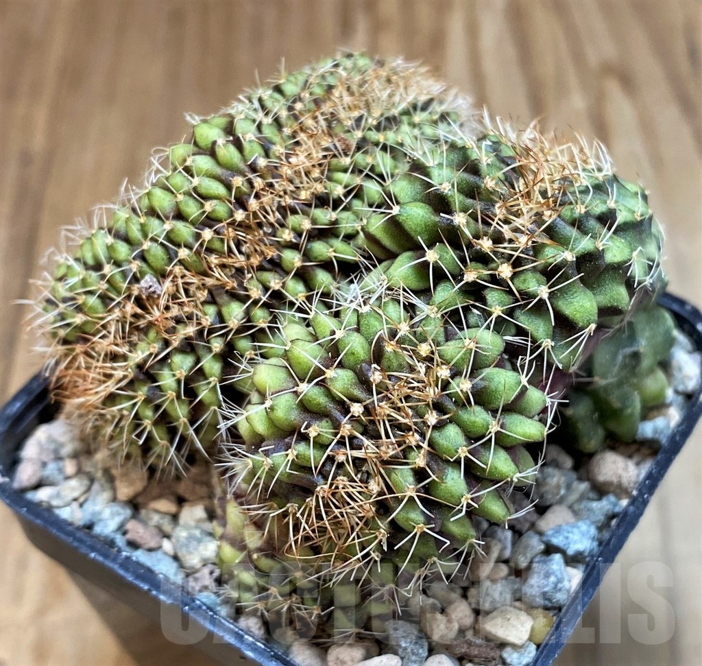SH23626 Gymnocalycium mihanovichii f. cristata - Image 3