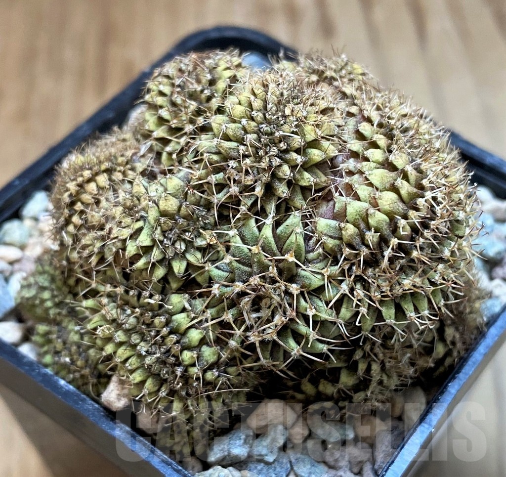 SH23627 Gymnocalycium mihanovichii f. cristata - Image 2