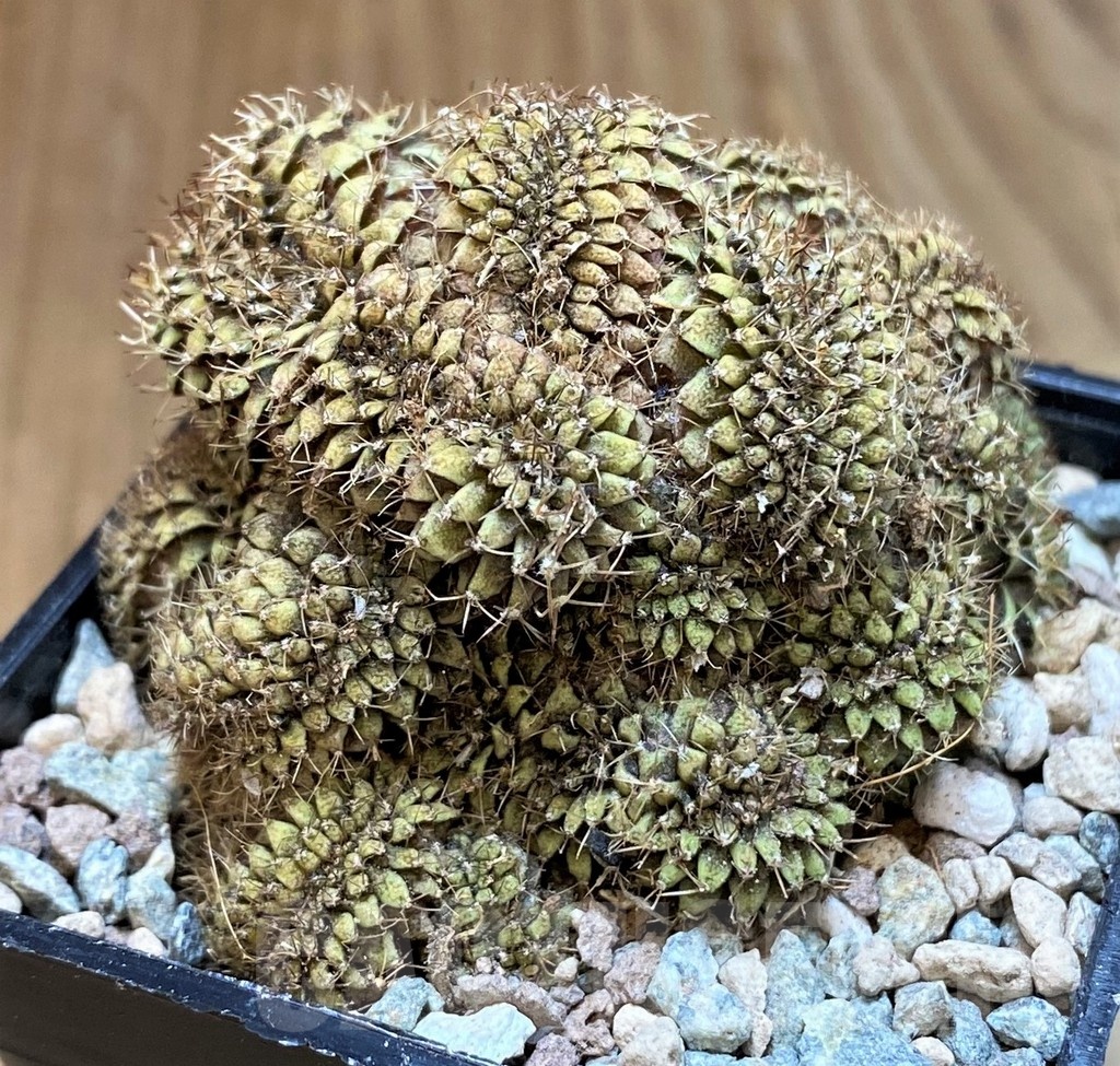 SH23627 Gymnocalycium mihanovichii f. cristata
