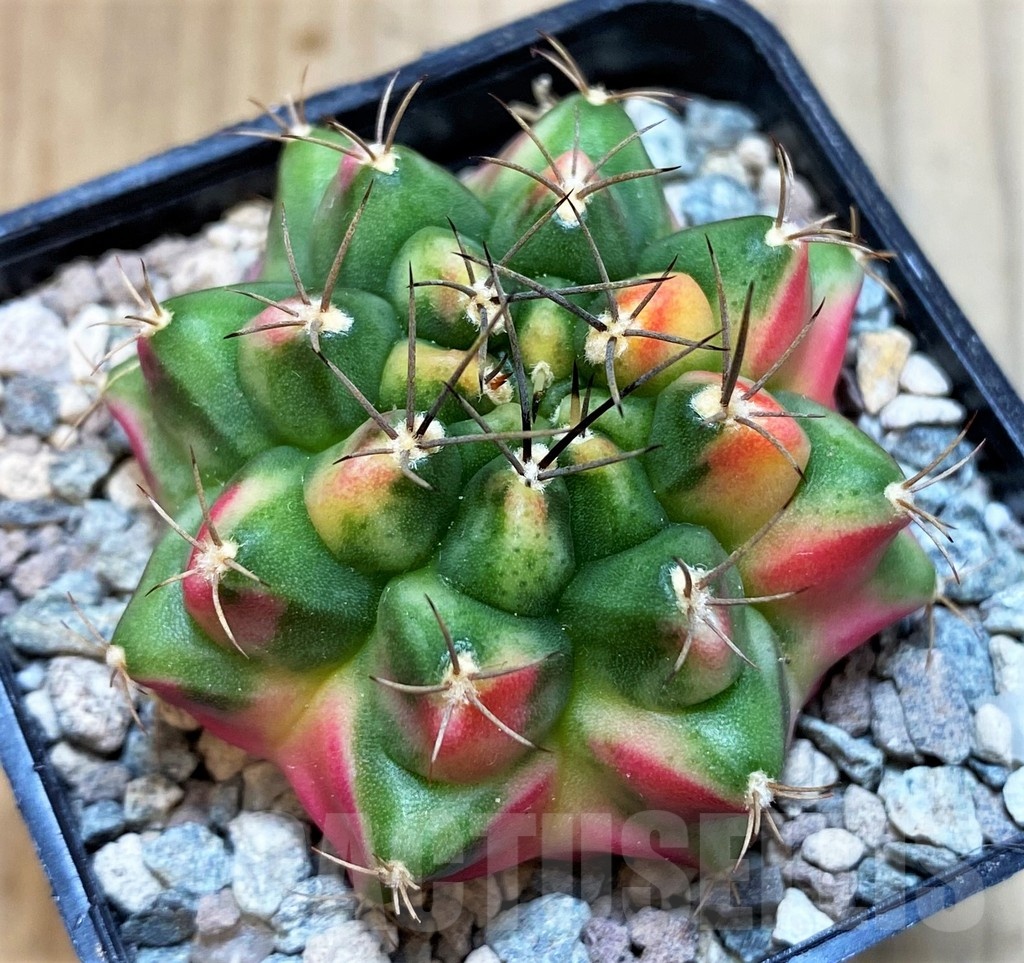 SH23629 Gymnocalycium mihanovichii 'Little Monstev' - Image 2