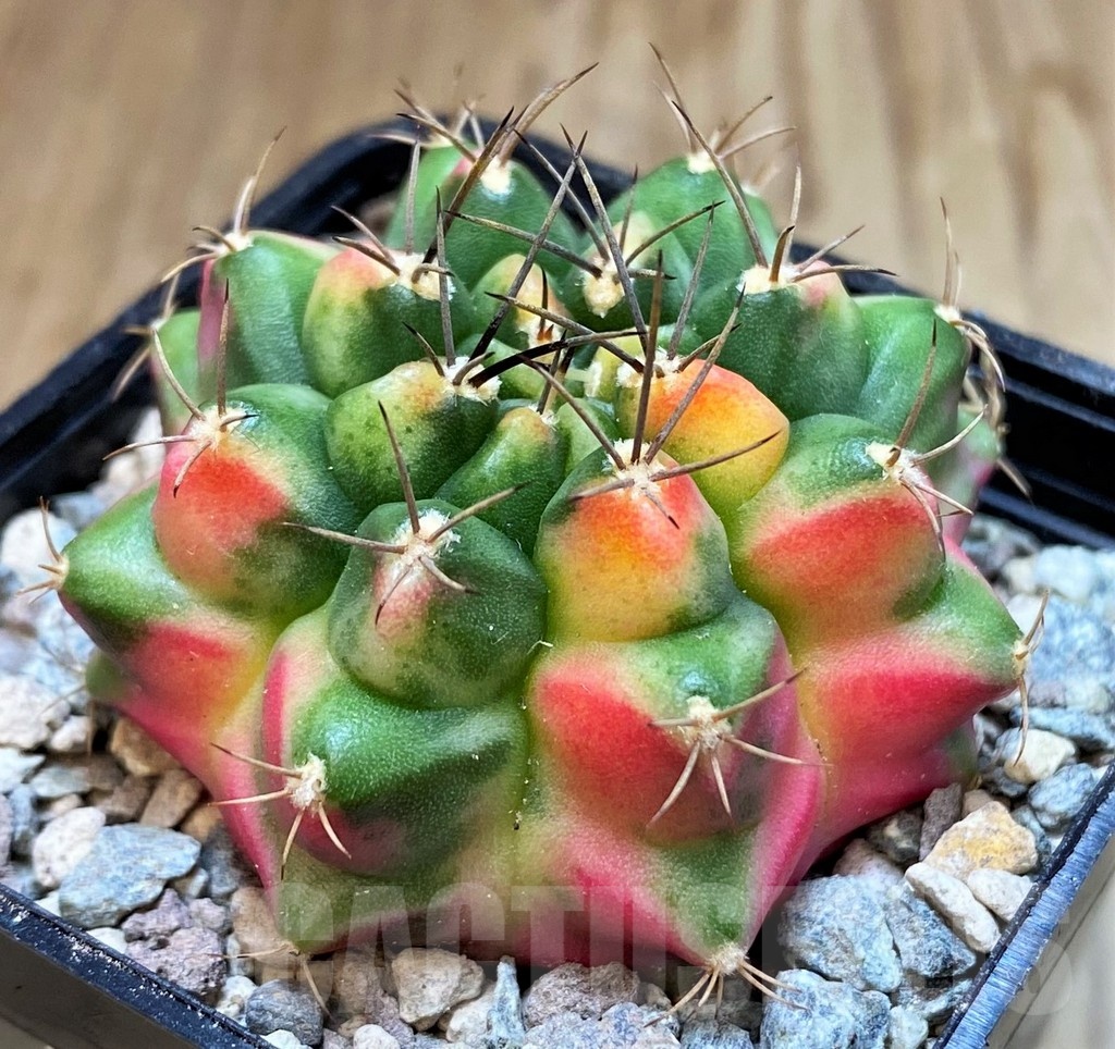 SH23629 Gymnocalycium mihanovichii 'Little Monstev'
