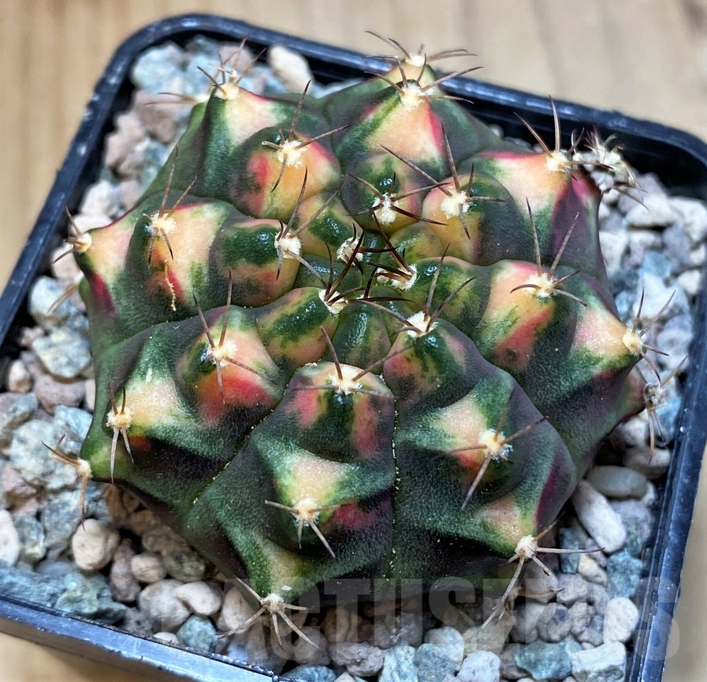 SH23631 Gymnocalycium mihanovichii 'Kan-Thong' - Image 2
