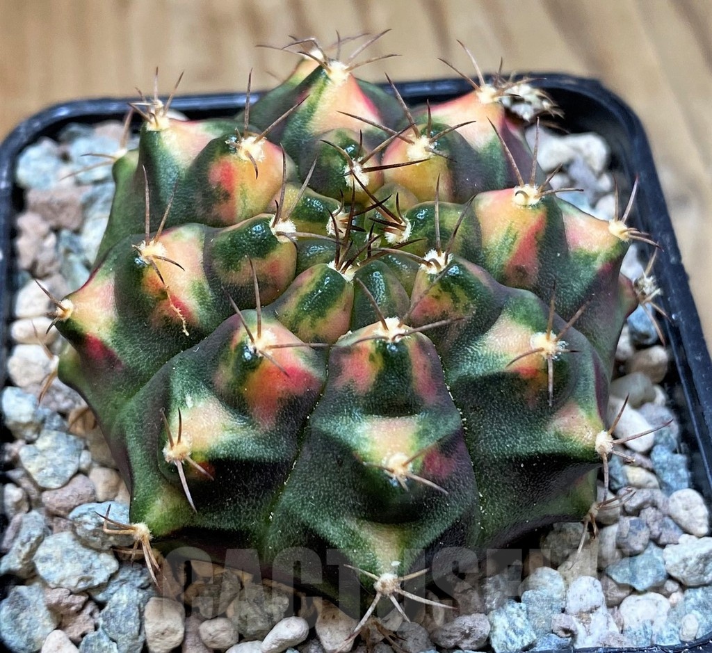 SH23631 Gymnocalycium mihanovichii 'Kan-Thong'