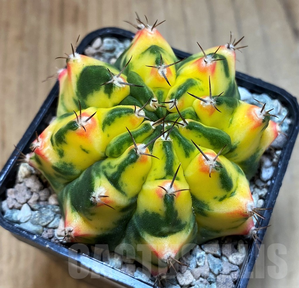 SH23632 Gymnocalycium mihanovichii 'Moon Grown' hybrid - Image 2