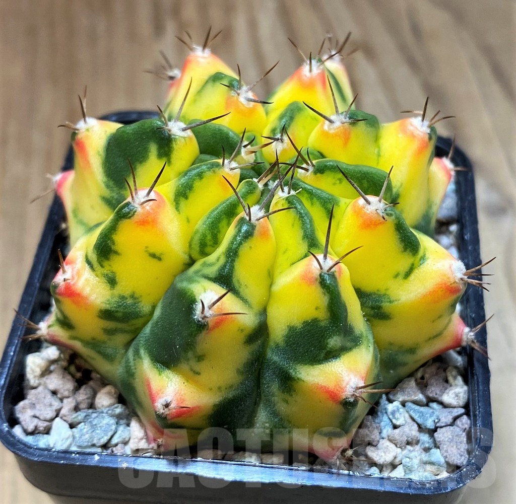 SH23632 Gymnocalycium mihanovichii 'Moon Grown' hybrid