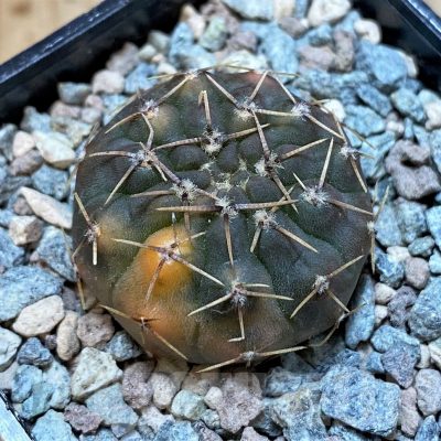 SH23634 Gymnocalycium ochoterenae f. variegata